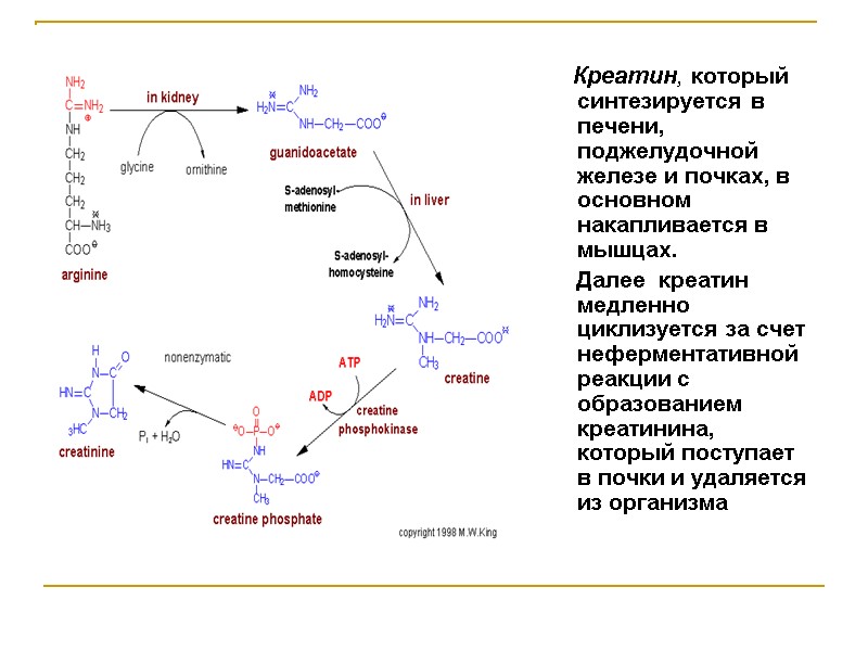 Креатин, который синтезируется в печени, поджелудочной железе и почках, в основном накапливается в мышцах.